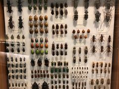 -墨尔本博物馆(Melbourne Museum)