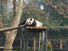 -成都动物园