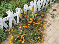 -小仙居·农家宴烤羊· 农庄