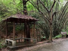 -滴水岩森林公园