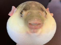 -永安鱼庄·镇江菜(东吴路店)