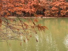 -上海海湾国家森林公园