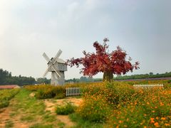 -北京东方普罗旺斯薰衣草庄园
