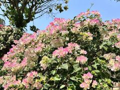 -深圳国际园林花卉博览园