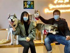 -Husky Go! 哈士奇体验馆·宠物咖啡厅狗咖