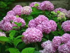 -曲阳花鸟市场(曲阳路店)