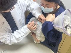 -瑞派天使宠物医院·神经外科·骨科·核磁CT(洛川中路店)