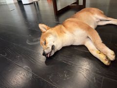 -瑞派申生动物医院·24H夜诊·国际动物医疗中心·骨外科(吴中路店)