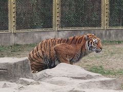 -上海野生动物园