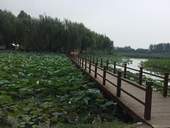 -白洋淀景区