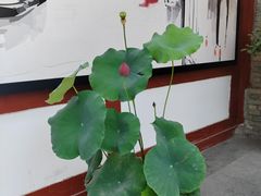 -乡党臊子面(丰庆公园店)