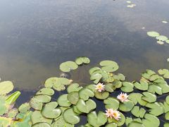 -映月湖公园