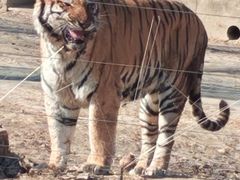 -秦皇岛野生动物园