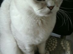 -宠爱国际动物医院· 猫科· 外科·中兽医(长白店)