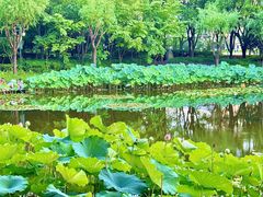 -陈家山荷花公园