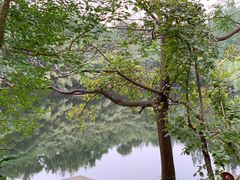 -东平国家森林公园
