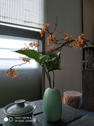 -酉嘉瑜伽YO+YOGA