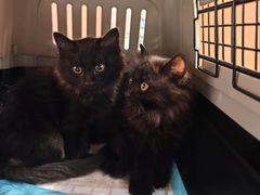 -pd派德宠物中心医院24H急重症·眼科中心·血液透析中心(嵩山北路店)