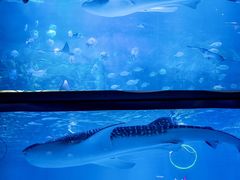 -烟台海昌鲸鲨海洋公园