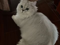 -猫大福·Fortune Cat猫舍(百子湾店)
