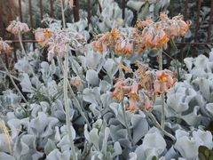 -墨尔本皇家植物园