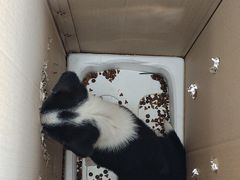 -瑞派福兴宠物医院犬猫全科·骨科·中西医结合(河东店)