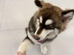 -安格丽娜·狗咖·猫咖羊驼咖(春熙路百盛商场店)