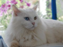 白咩-Anne猫窝咖啡屋
