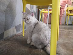 -喵屿·大理花园猫咖