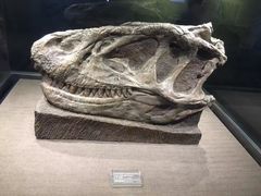 -自贡恐龙博物馆