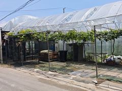 -马陆小张葡萄园农家乐