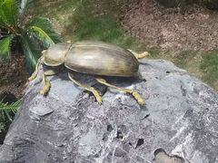 -深圳仙湖植物园