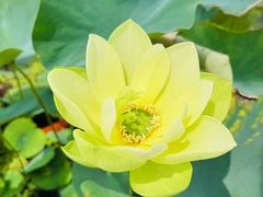 -池杉湖湿地公园