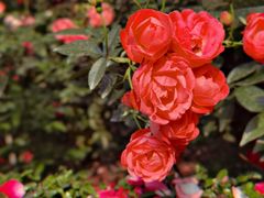 -人民公园(罗湖区)