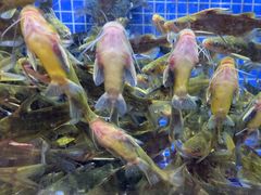 -香山湖渔家大院