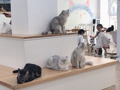 -李小姐の猫咖啡馆(五角场店)