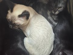 -瑞派长江宠物医院·猫科·外科·24小时夜护(谊城公寓分院)