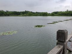 -溱湖国家湿地公园