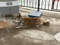 -马陆小张葡萄园农家乐