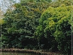 -大湾区中央湿地公园
