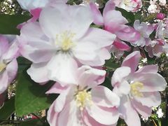 -海棠花溪(元大都城垣遗址公园)