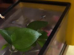 -竹雀古法采耳(青岛麦凯乐店)