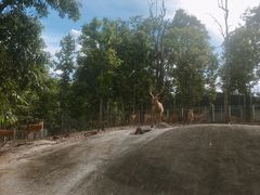 -清迈夜间动物园