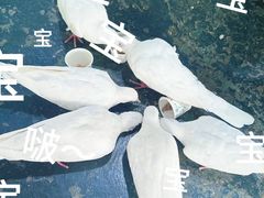 -常州淹城野生动物世界