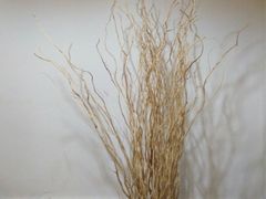 -花楸树下(观水路店)