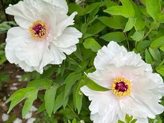 -洛阳市隋唐城遗址植物园