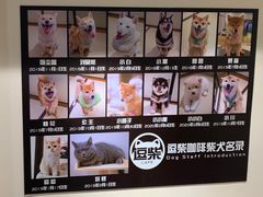 -逗柴咖啡屋·狗咖猫咖宠物桌游