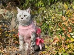 -白草畔自然风景区