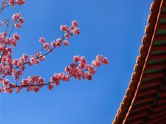 -崇圣寺三塔文化旅游区