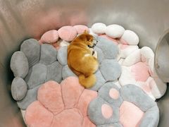 -柴务处·柴犬主题狗咖